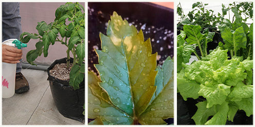 ¡VENTA CALIENTE! 🎁 FERTILIZANTE- AMA TUS PLANTAS- GROW UP- DOWNSELL