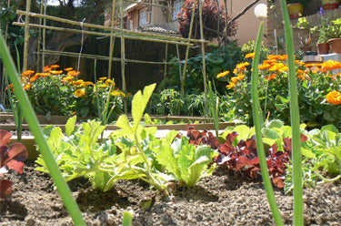 ¡VENTA CALIENTE! 🎁 FERTILIZANTE- AMA TUS PLANTAS- GROW UP- DOWNSELL